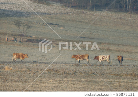 Cows in the meadow on a frosty morning. 4 cows on a field with grass covered with hoarfrost 86875131