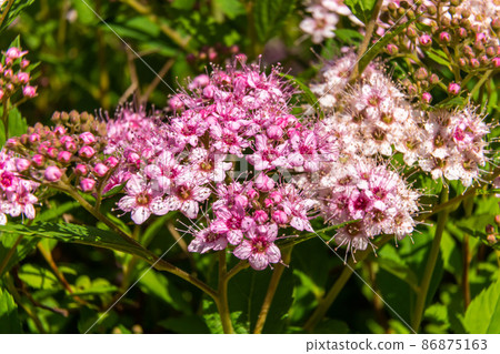 Russia. Leningrad region. July 4, 2020. Bright white-pink flowers of the spirea shrub. Russia. Leningrad region. July 4, 2020. Bright white-pink flowers of the spirea shrub. 86875163