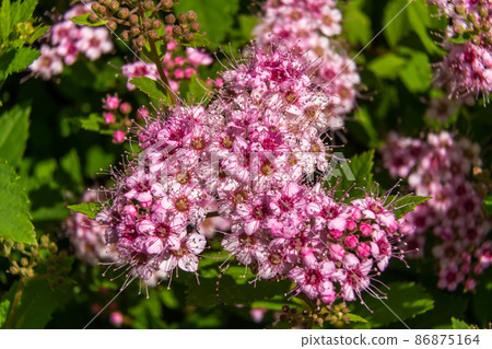 Russia. Leningrad region. July 4, 2020. Bright white-pink flowers of the spirea shrub. 86875164