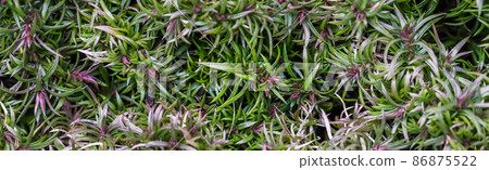 Green background of long spreading stems, foliage and buds of Creeping Phlox flowers in the garden. Nature background, botanical concept Green background of long spreading stems, foliage and buds of Creeping Phlox flowers in the garden. Nature background, botanical concept 86875522