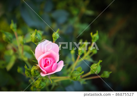 Beautiful pink rose Bonica with buds in the garden 86875527
