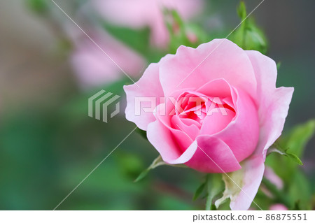 Soft pink rose Bonica with buds in the garden. Perfect for background of greeting cards for birthday, Valentine's Day and Mother's Day Soft pink rose Bonica with buds in the garden. Perfect for background of greeting cards for birthday, Valentine's Day and Mother's Day 86875551