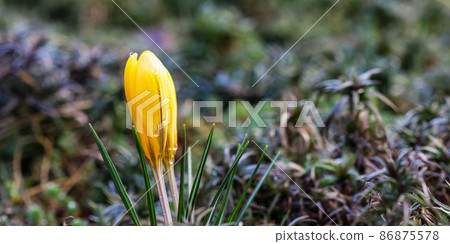 The first yellow crocuses with raindrops in the spring garden. Botanical concept The first yellow crocuses with raindrops in the spring garden. Botanical concept 86875578