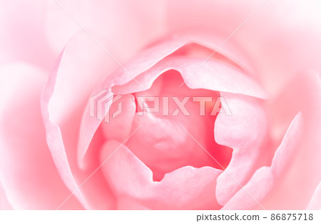 Botanical concept, wedding invitation card - Soft focus, abstract floral background, pink rose flower petals. Macro flowers backdrop for holiday design 86875718