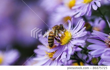 Beautiful blue flowers Sapphire Mist.Aster dumosus with a bee in autumn garden 86875725