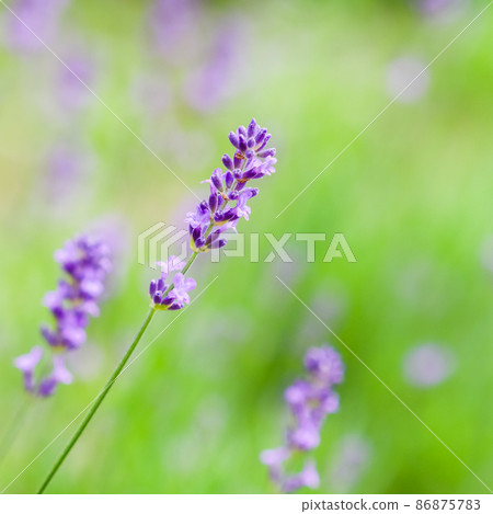 Soft focus on lavender buds in the summer garden. Flower background Soft focus on lavender buds in the summer garden. Flower background 86875783