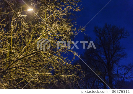 night winter tree under yellow light of the street light of lamp post at winter night night winter tree under yellow light of the street light of lamp post at winter night 86876511