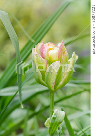 Yellow flowers tulip Peggy wonder Yellow flowers tulip Peggy wonder 86877223