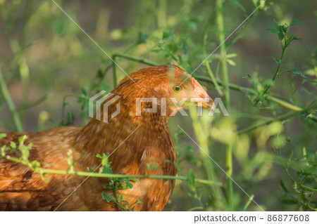 Detail of brown hen head 86877608