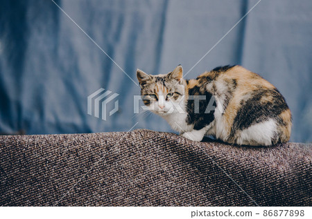 Street homeless cat. Homeless stray cat on the rustic street 86877898