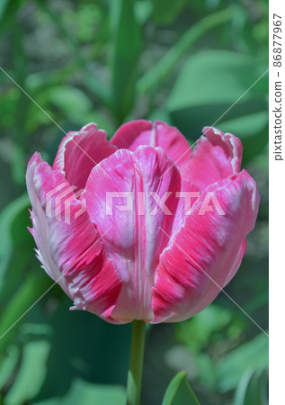 Pink Parrot tulip in flowerbed 86877967