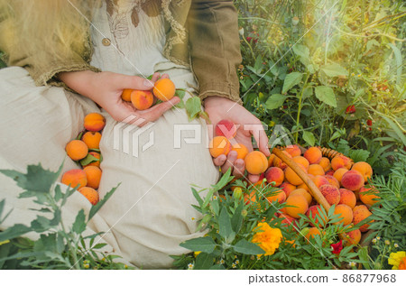 Ripe apricots on green background. Fresh apricots 86877968