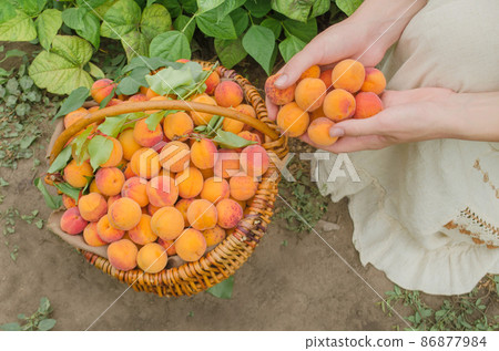 Freshly picked apricot fruit. Apricots in basket Freshly picked apricot fruit. Apricots in basket 86877984
