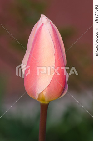 Pink and white tulip Mirella Pink and white tulip Mirella 86877993