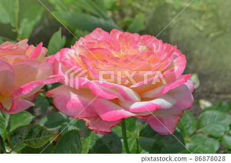 Rose with two colors in a single flower. Two tone blooming 86878028