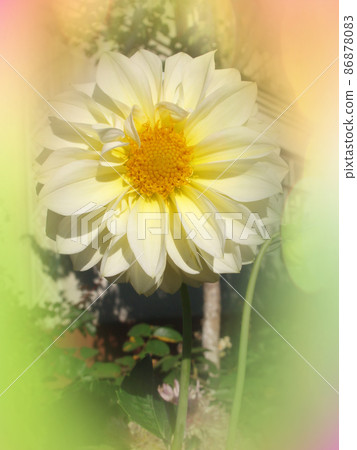 Dahlia cactus flower in the garden close up. Dahlia cactus flower in the garden close up. 86878083