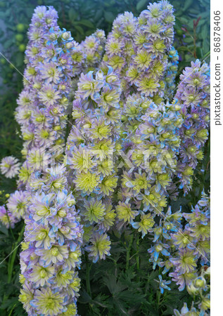 Delphinium Morning Sunrise 86878406