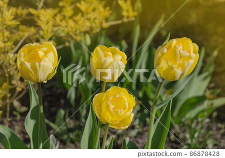 Double fringed yellow tulip Beauty of Apeldoorn 86878428