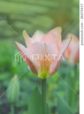 Flower bed of pink tulips. Mary Ann Greigii tulips 86878437