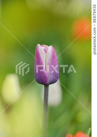 Tulip flower Fontainebleau Tulip flower Fontainebleau 86878438