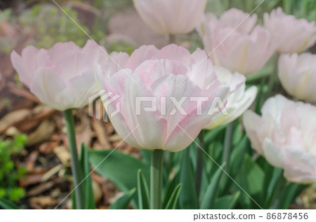 Beautiful double soft pink tulip Only me Beautiful double soft pink tulip Only me 86878456