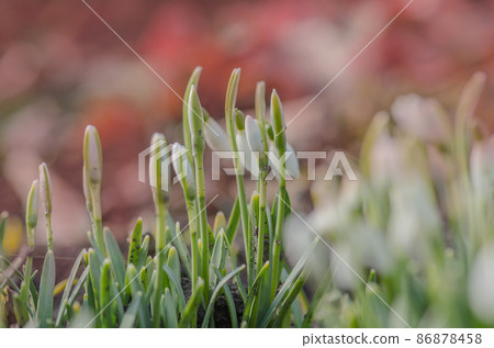 Snowdrop spring flower in forest Snowdrop spring flower in forest 86878458