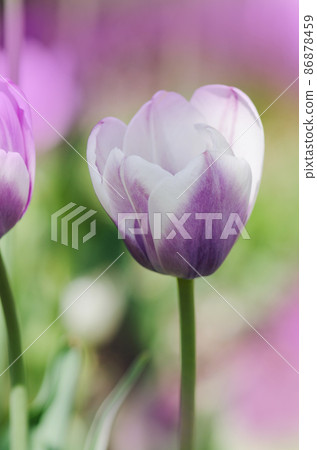 Tulip flower Siesta Tulip flower Siesta 86878459