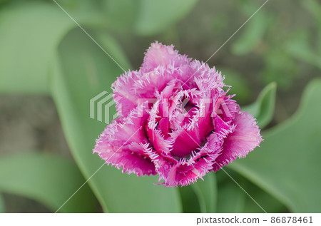 Terry fringed tulip Mascotte in garden Terry fringed tulip Mascotte in garden 86878461