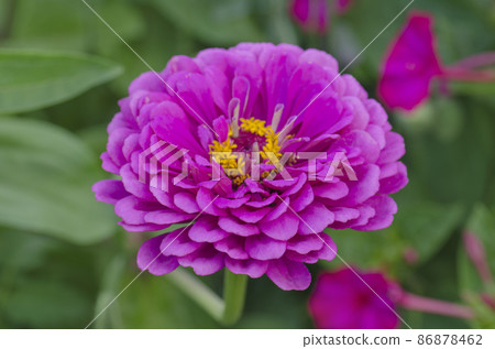 Zinnia flower in garden Zinnia flower in garden 86878462
