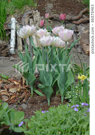 Beautiful double soft pink tulip Mariage Beautiful double soft pink tulip Mariage 86878463