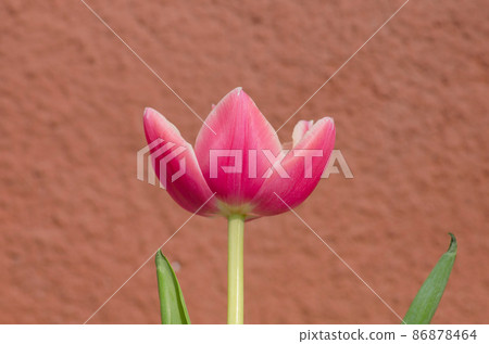 Double tulip Wirosa 86878464