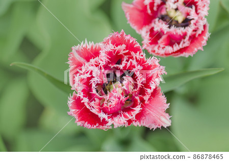 Queensland terry fringed tulip in garden. Queensland terry fringed tulip in garden. 86878465