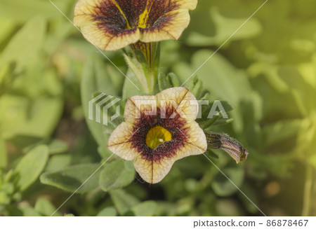 Calibrachoa Banana chocolate in garden. 86878467