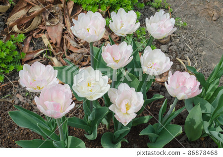 Beautiful double pink tulip. Pink early flowering double tulip Beautiful double pink tulip. Pink early flowering double tulip 86878468