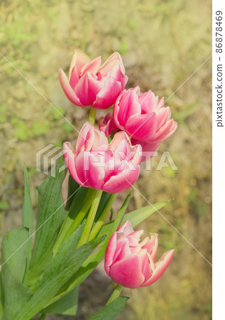 Double tulip Wirosa Double tulip Wirosa 86878469
