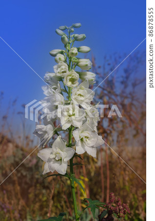 Delphinium flowers plant with green leaves in the garden Delphinium flowers plant with green leaves in the garden 86878555