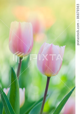 Pink and white tulip 86878563