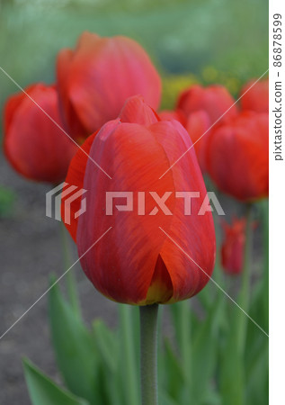 Red spring blooming tulip field Red spring blooming tulip field 86878599