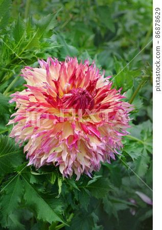Dahlia cactus type. Fancy pink yellow white dahlia Dahlia cactus type. Fancy pink yellow white dahlia 86878629