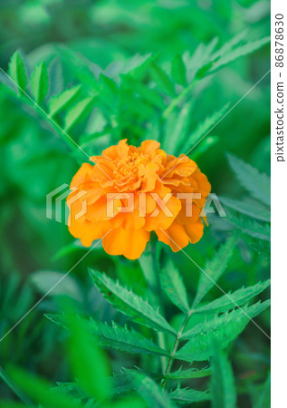 Yellow Tagetes erecta or Mexican marigold. Yellow Tagetes erecta or Mexican marigold. 86878630