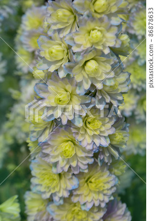 Delphinium Crystal Delight. Candle Larkspur 86878633