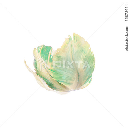 Green tulip flower isolated 86878634