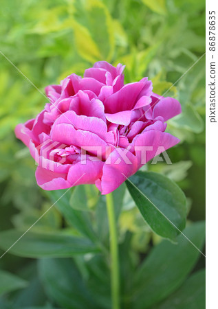 Pink peonies flowers. Bunch of pink peonies. Pink blooming peony. 86878635