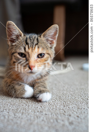 The little kitten is lying on the floor and looks around as something has changed while she was sleeping. The kitten has gently closed eyes and is observing the surroundings. The little kitten is lying on the floor and looks around as something has changed while she was sleeping. The kitten has gently closed eyes and is observing the surroundings. 86878683