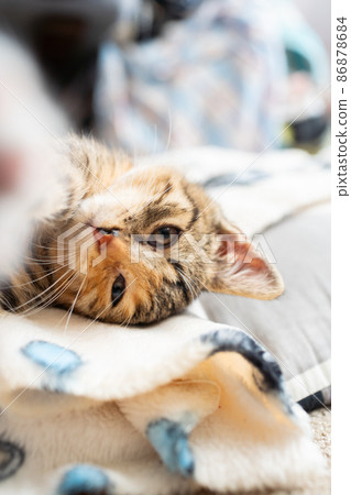 A small kitten falls asleep on his favorite blanket at home. The cat has closed eyes and protruding ears. A small kitten falls asleep on his favorite blanket at home. The cat has closed eyes and protruding ears. 86878684