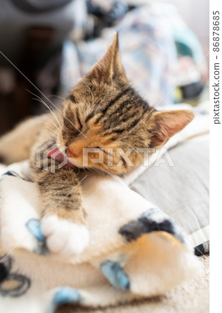 A little cat is washing its paw. In cats, hygiene is very important, especially before bedtime. A little cat is washing its paw. In cats, hygiene is very important, especially before bedtime. 86878685