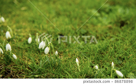 flowers and green plants as background in nature photography, macro photography 86878898