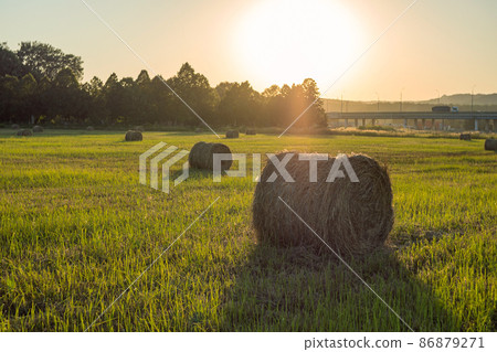 Round bales of hay in a field of green grass at sunset. Trees and sky in the background. Stock of hay for the winter to feed cattle 86879271