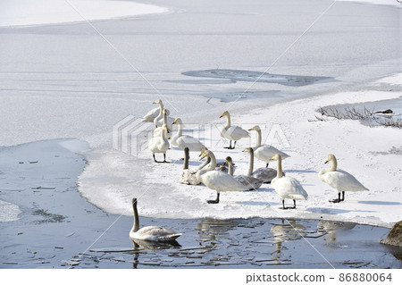 冬季在北海道七飯町大沼公園白鳥台拍攝天鵝的景色 86880064