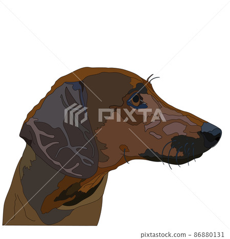 Dog Kurzhaar isolated on a white background. Vector illustration. 86880131
